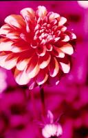 Color Infrared -  Flower 1
